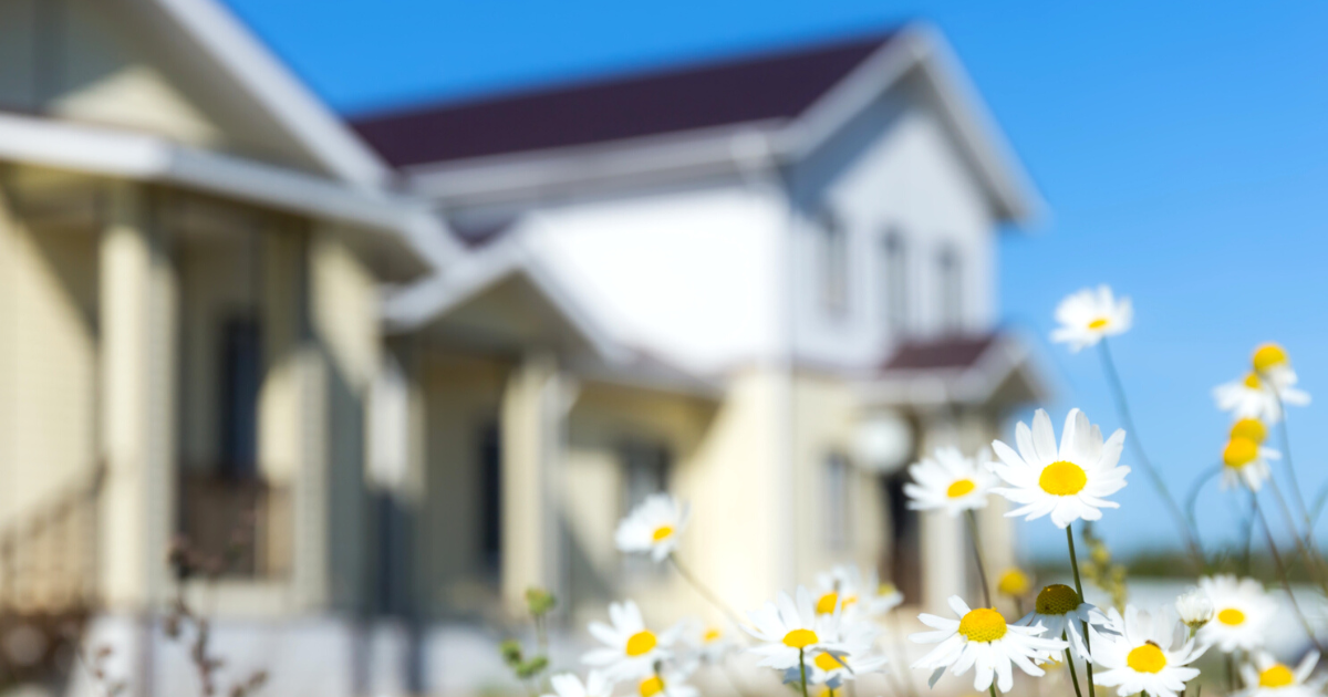 Camomiles with blurred house in background