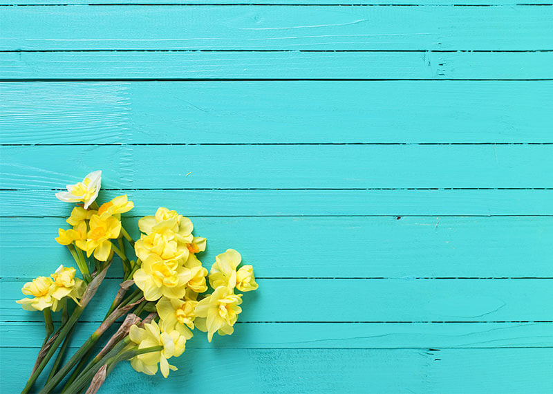 A blue wood wall with yellow flowers in the bottom left hand corner