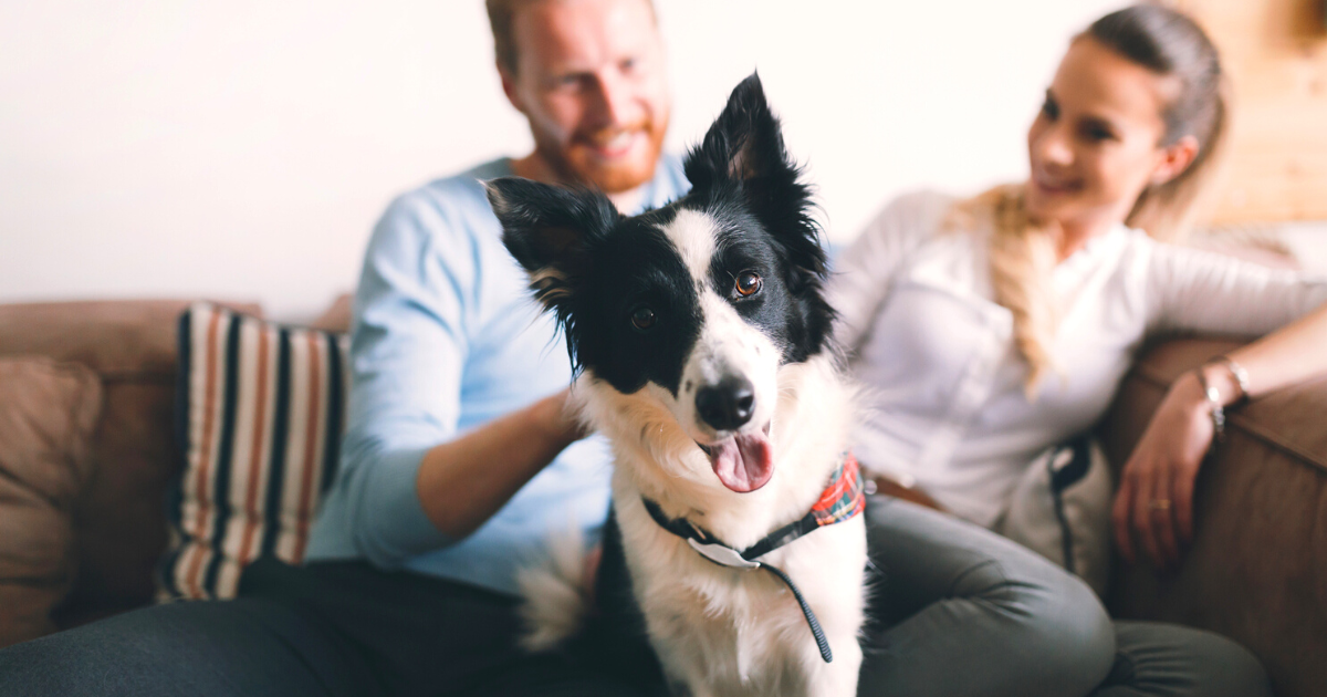 7 Tips for Pet-Proofing Your Home and Furniture