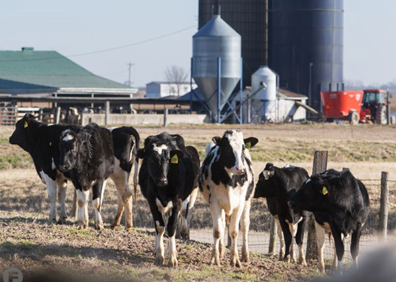 Dairy-Cows-on-a-farm Dairy-Cows-on-a-farm